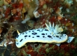 Oriental Nudibranch. (Enoshima)