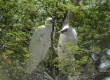 Cattle Egret