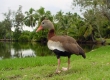 Black-bellied Whistling Duck