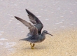 Wandering Tattler