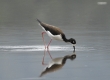 'Ae'o (Hawaiian stilt)