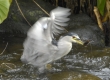 'Auku'u (Black-crowned Night Heron)