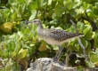 Bristle-thighed Curlew