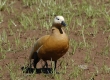 Ruddy Shelduck