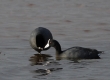 'Alae Ke'oke'o (Hawaiian Coot)