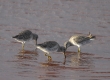 Long-billed Dowitcher