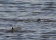 'Alae Ke'oke'o (Hawaiian Coot)