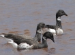 Brent Goose