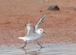 Sanderling