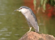 'Auku'u (Black-crowned Night Heron)