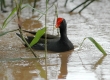 'Alae 'ula (Hawaiian Gallinule)