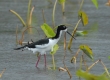 'Ae'o (Hawaiian stilt)