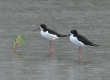 'Ae'o (Hawaiian stilt)