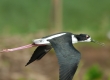 'Ae'o (Hawaiian stilt)