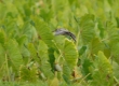 Kolea (Pacific Golden Plover)