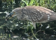 'Auku'u (Black-crowned Night Heron)