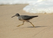 Wandering Tattler