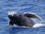 Whales