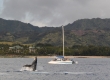 Humpback Whale Breach